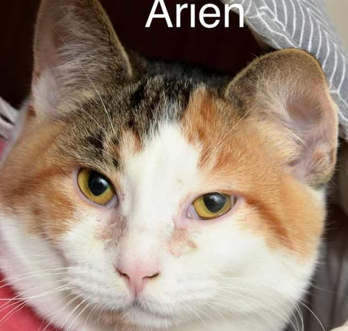 Photo of Arien