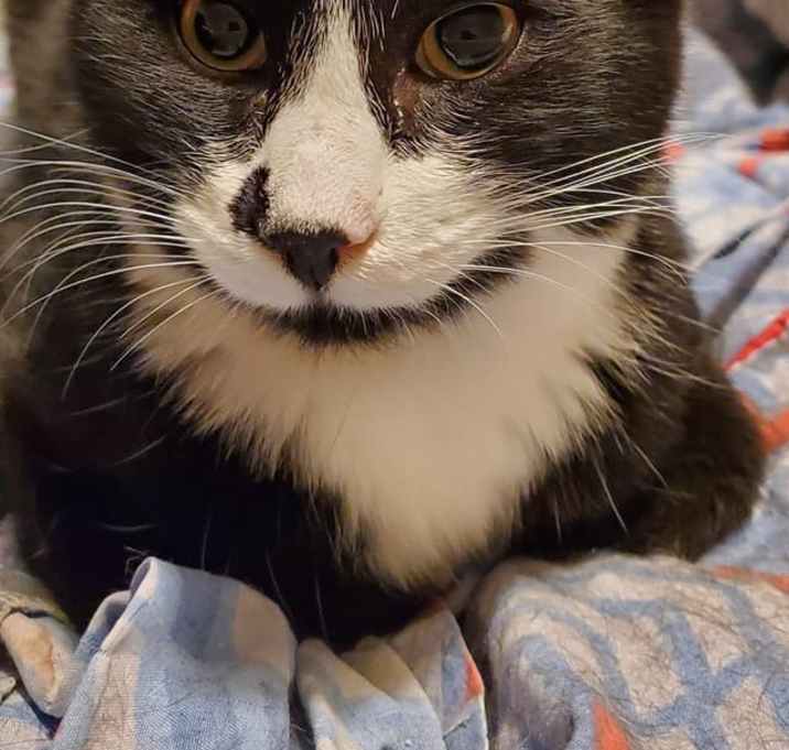 Photo of Spooky (Xander)