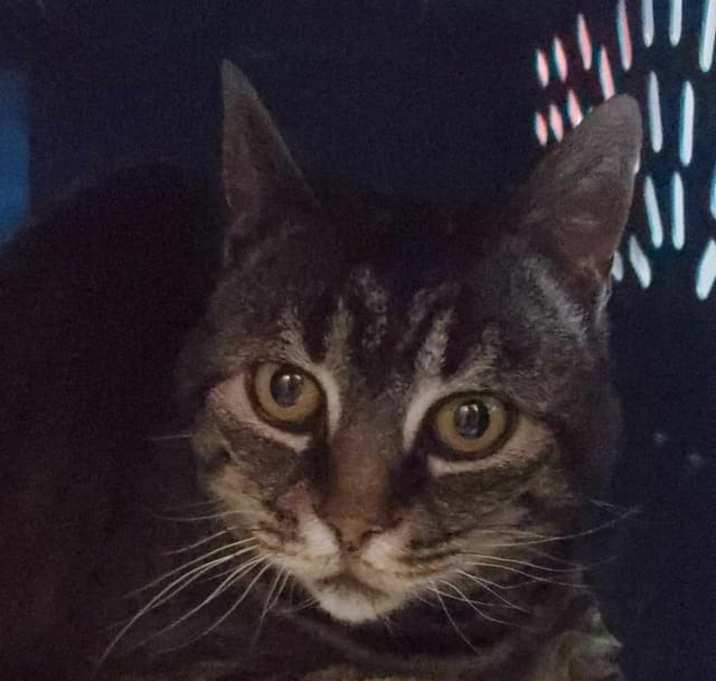 Photo of Luna