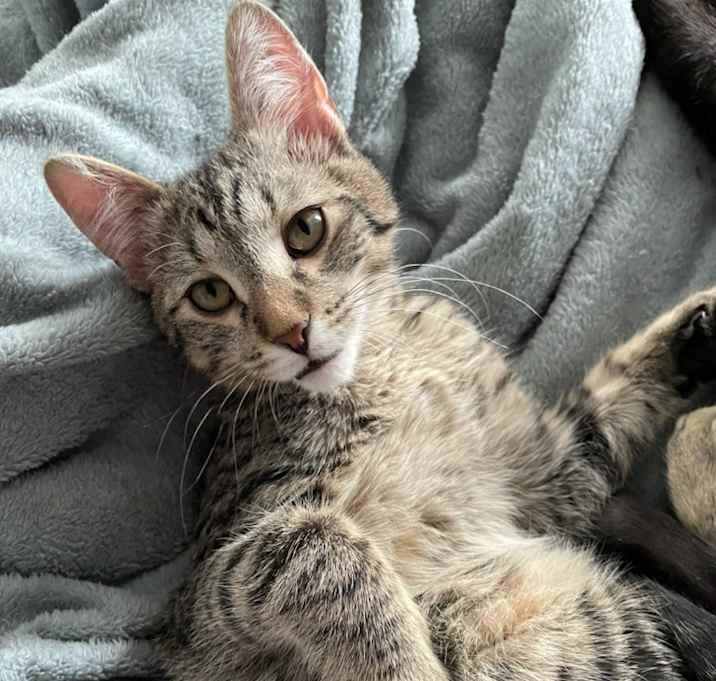 Photo of Gander