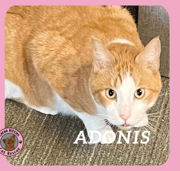 Photo of Adonis