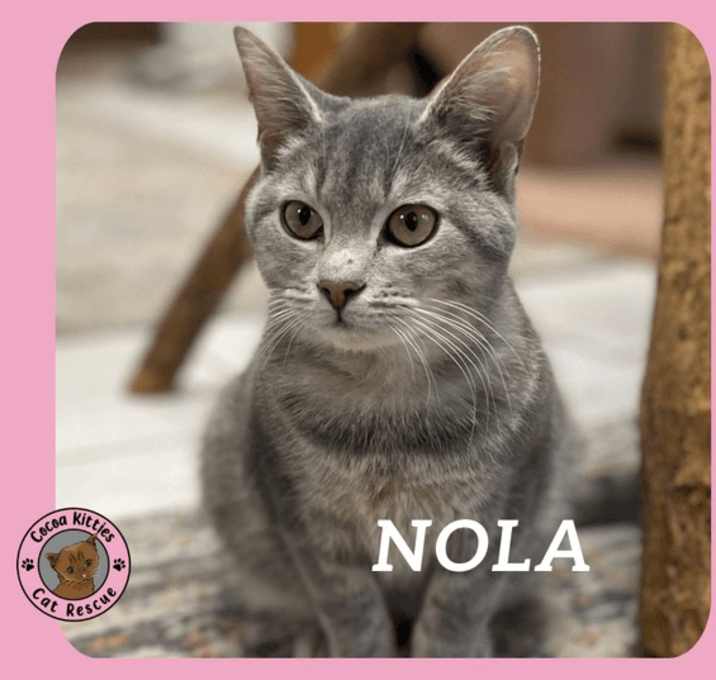 Photo of Nola
