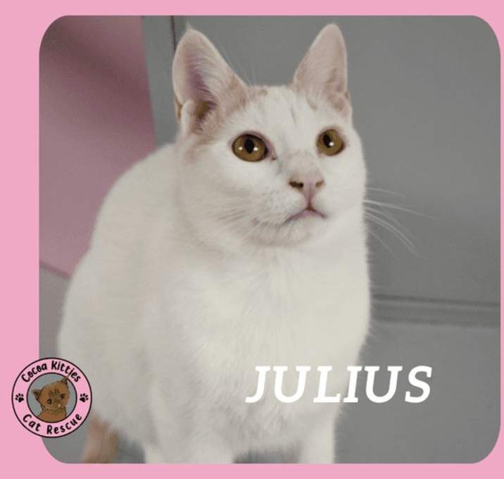 Photo of Julius