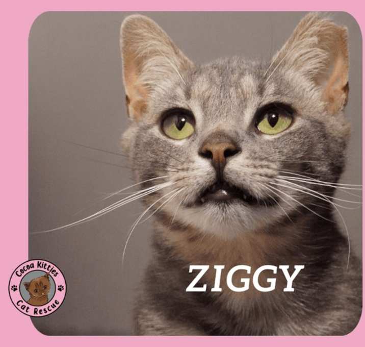 Photo of Ziggy