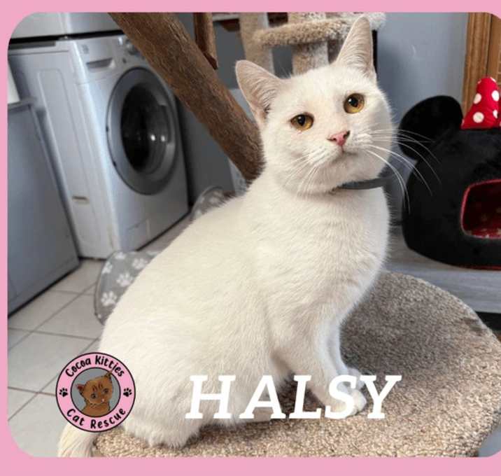 Photo of Halsy