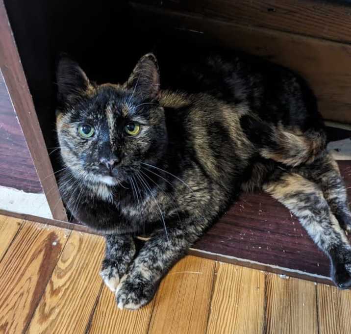 Photo of Roxy
