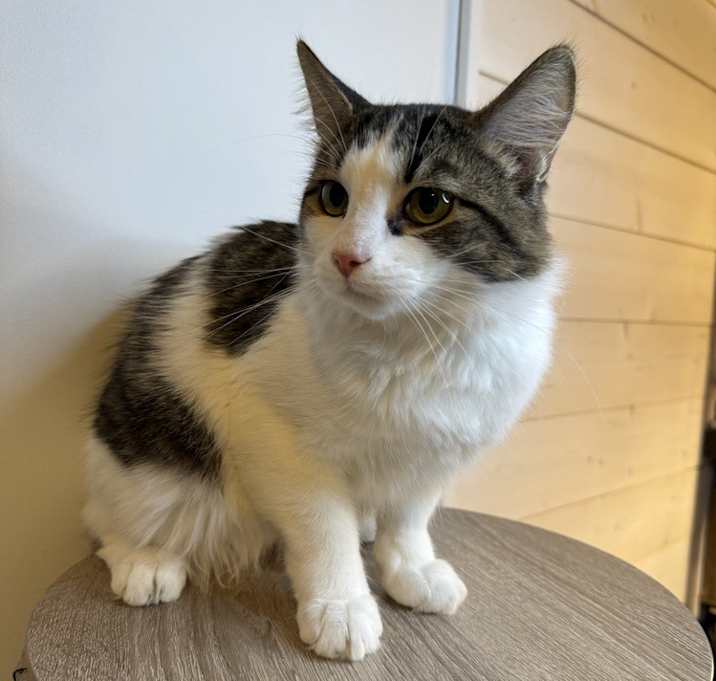 Photo of Waggle - MS