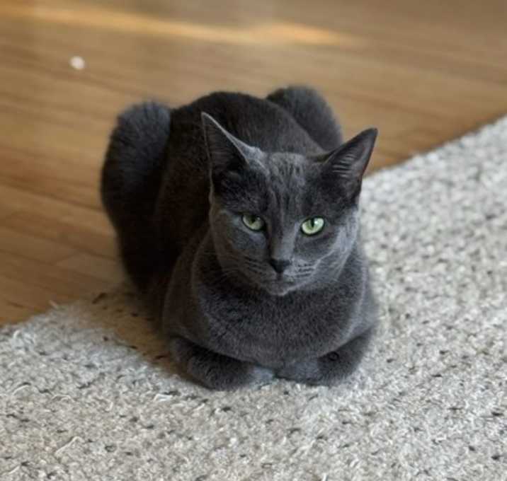 Photo of Samosa