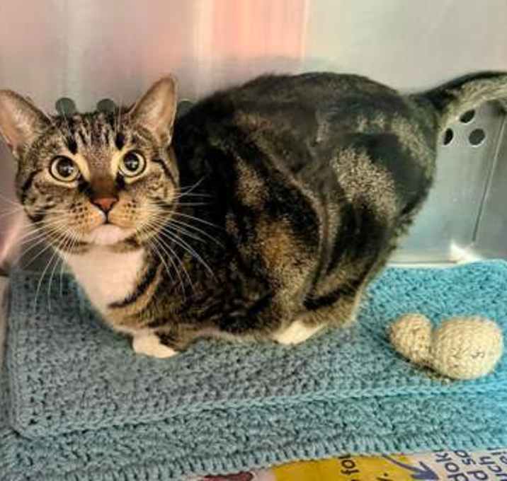 Photo of HAZELNUT