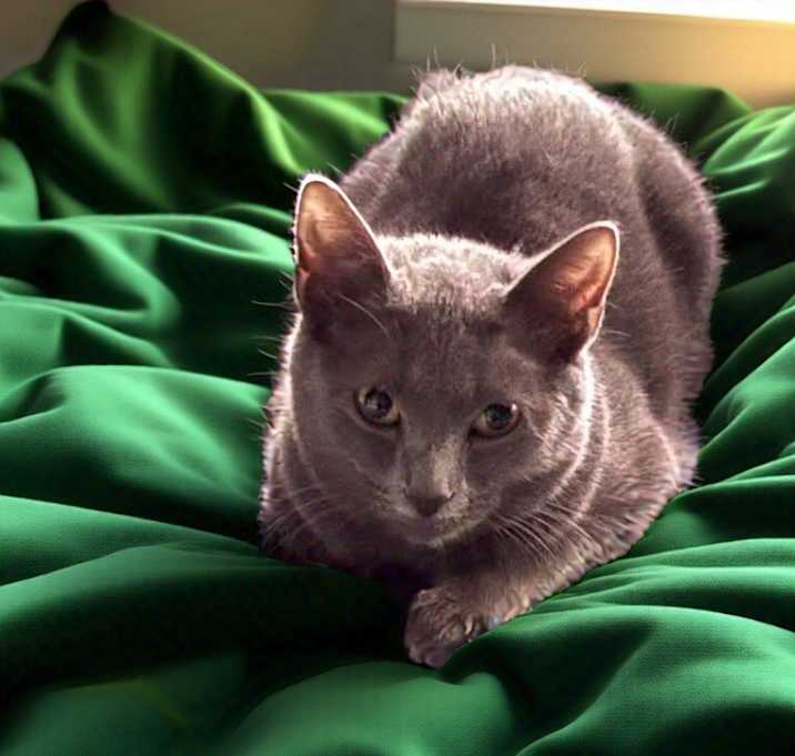Photo of Smokey