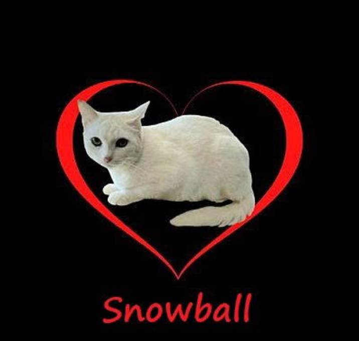 Photo of Snowball #sweet-introvert