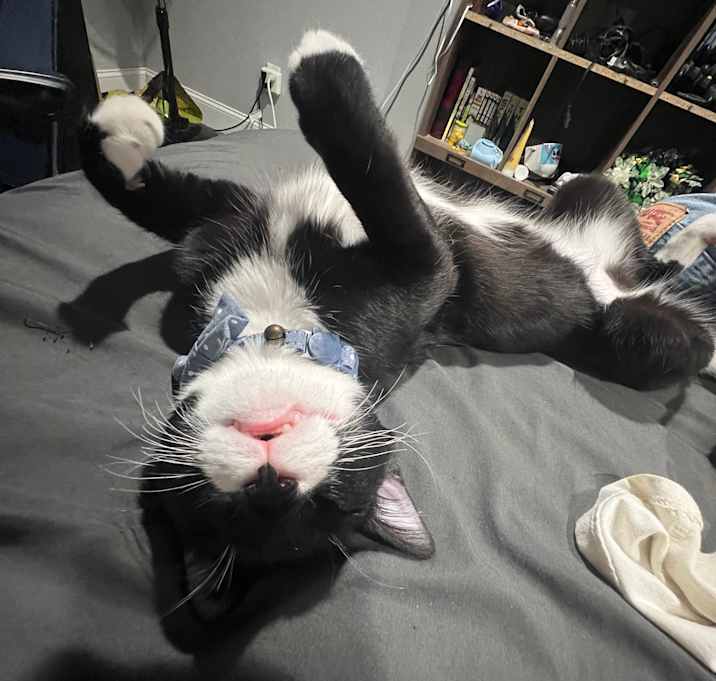 Photo of Socks and Bean