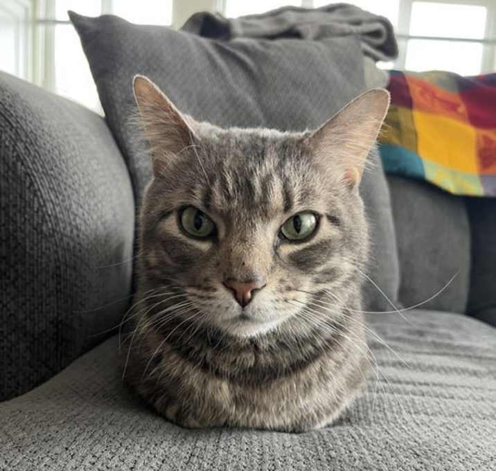 Photo of Petey