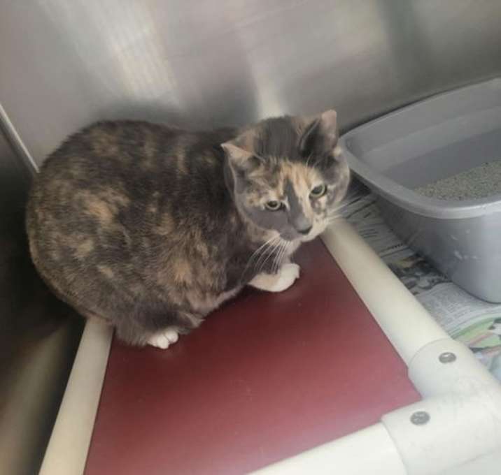 Photo of Missy