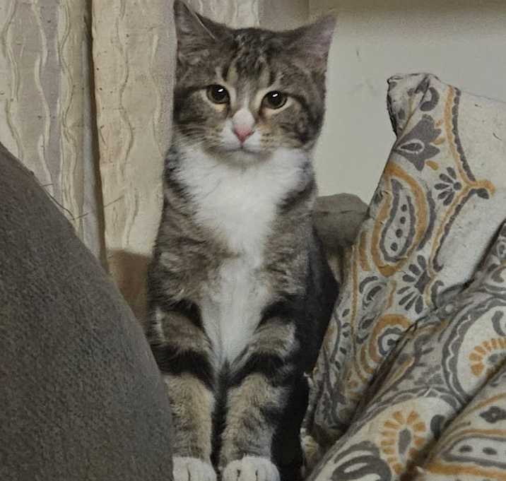 Photo of PIPER