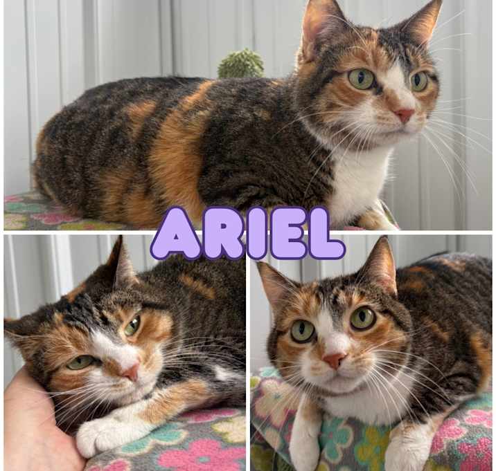 Photo of Ariel