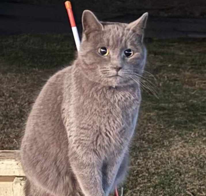 Photo of Speedy (Kitty)