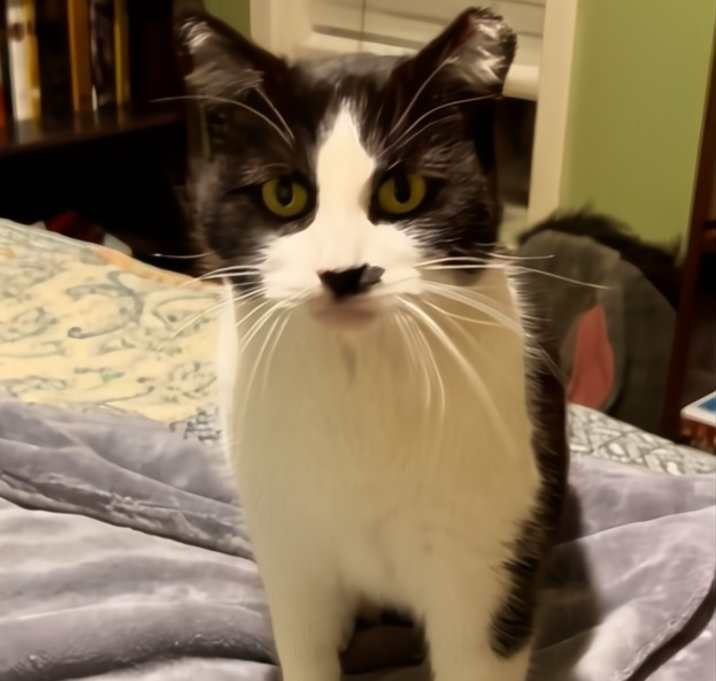 Photo of Pepper