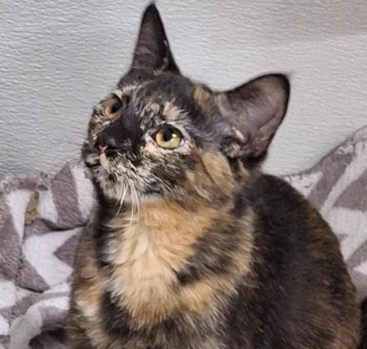 Photo of Praline