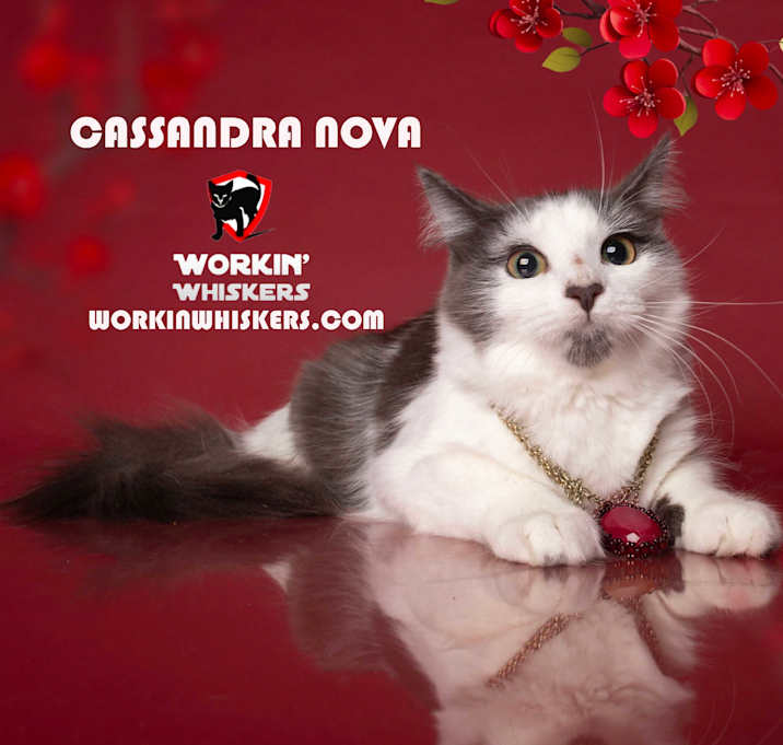 Photo of CASSANDRA NOVA