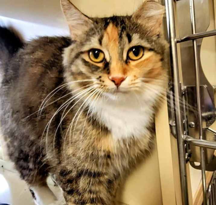 Photo of Omelette