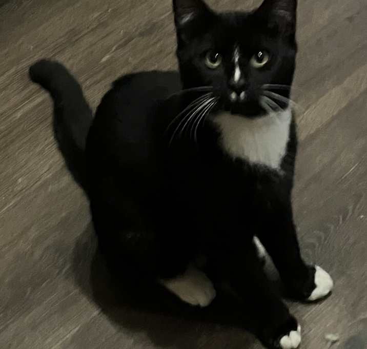 Photo of Socksy