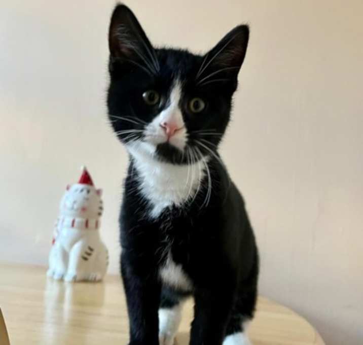Photo of Sherlock