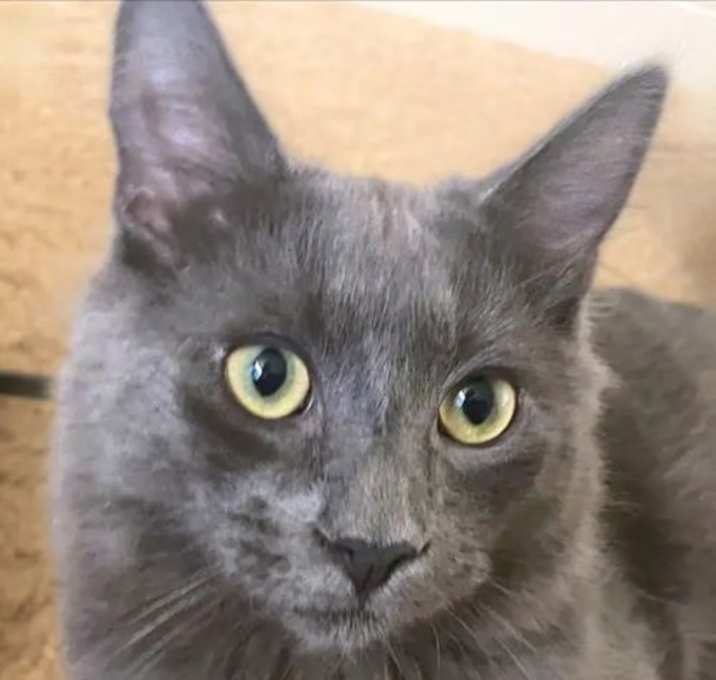 Photo of Ranger