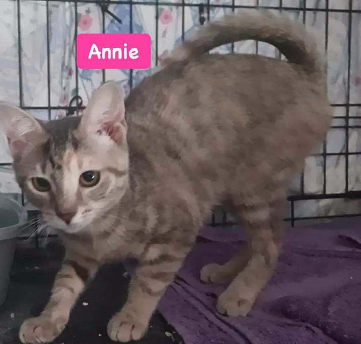 Photo of Annie