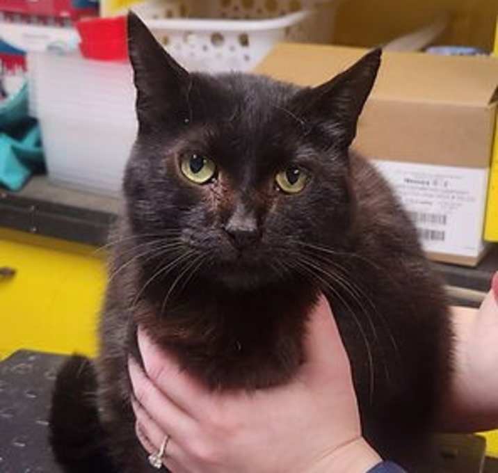 Photo of Voodoo