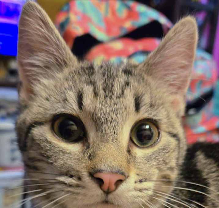 Photo of Linus