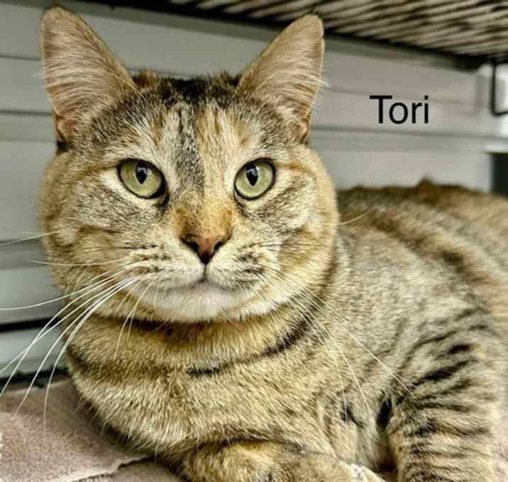 Photo of Tori