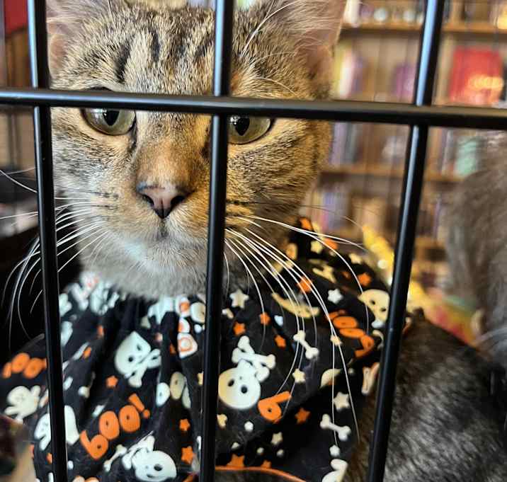 Photo of Pippin