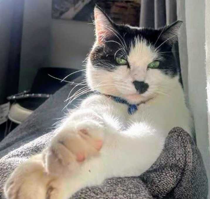 Photo of Kylie- RC PetSmart