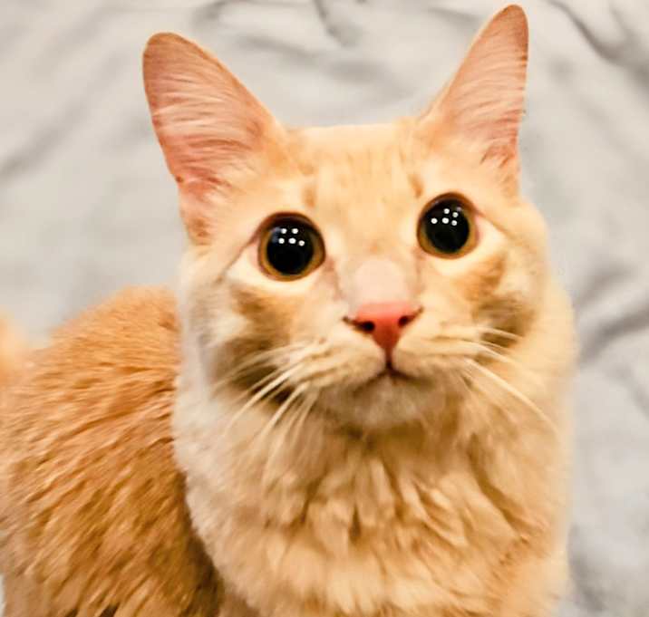 Photo of Sunny- RC PetSmart