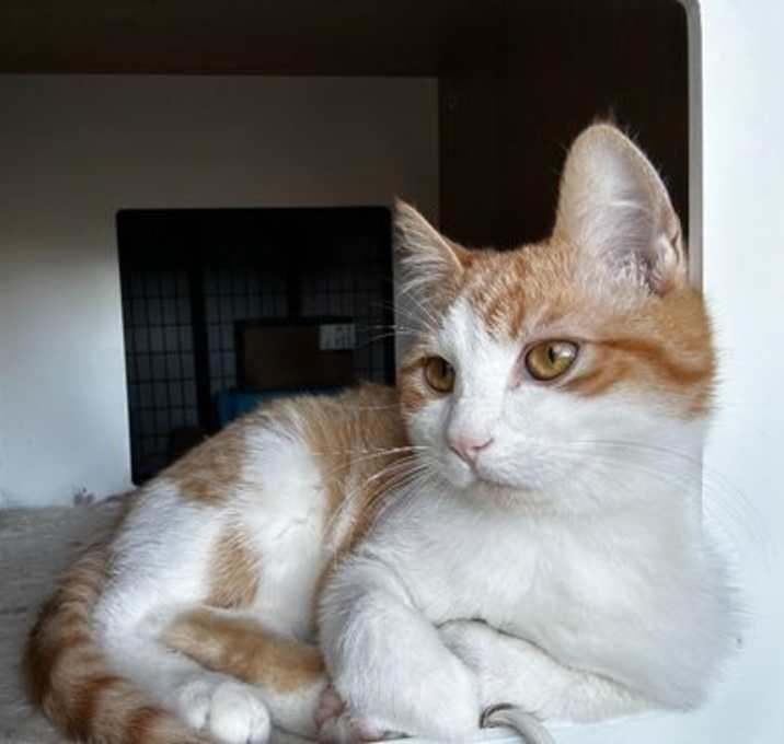 Photo of Barley