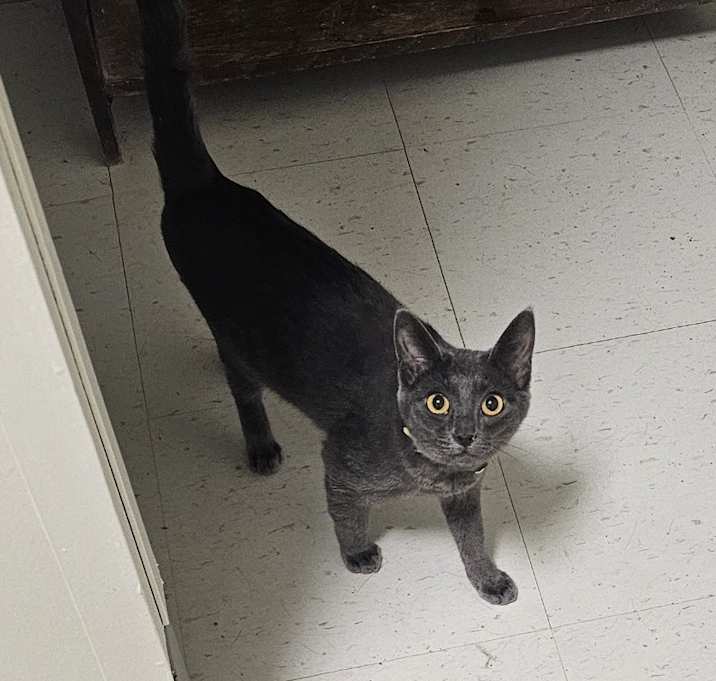 Photo of Indigo