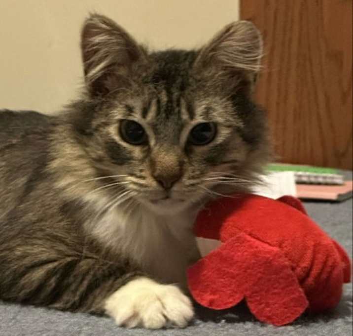Photo of Oscar