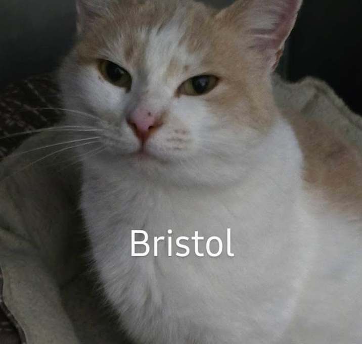 Photo of Bristol