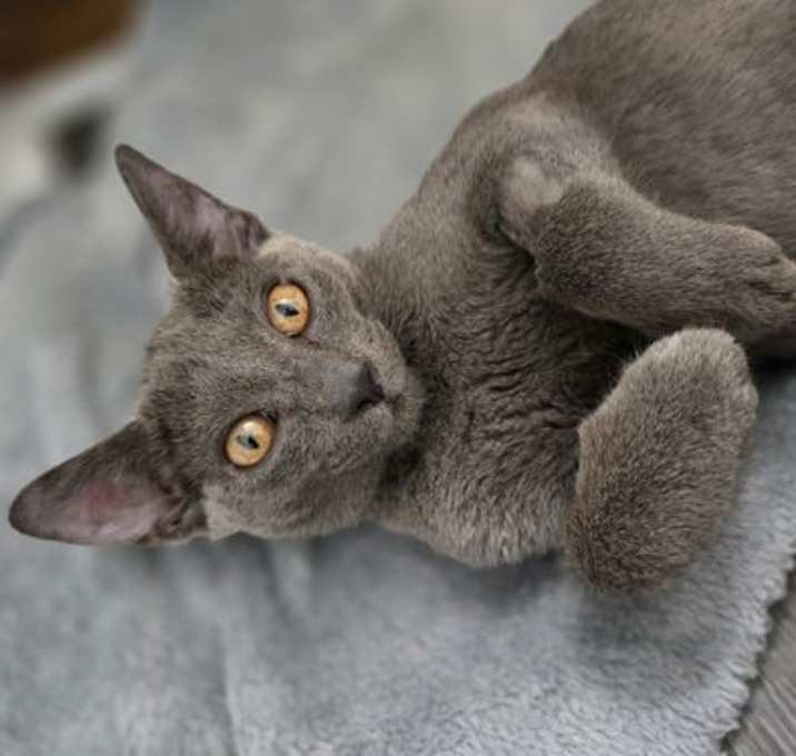 Photo of Coco