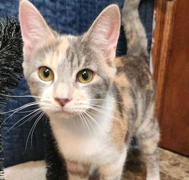 Photo of Sheeba