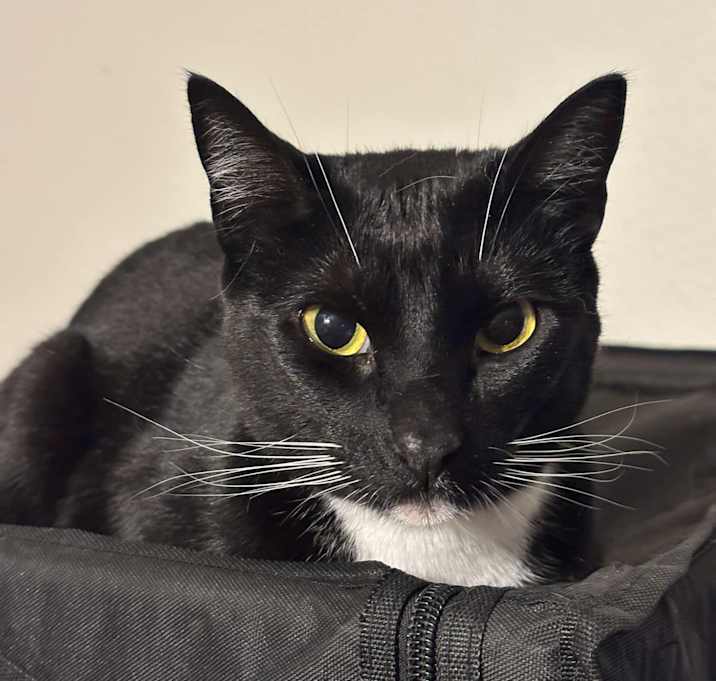 Photo of Umbreon INDOOR ONLY
