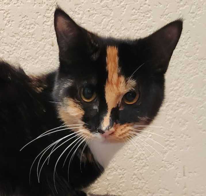 Photo of Skittles