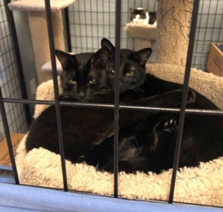 Photo of Atticus (with Pip)
