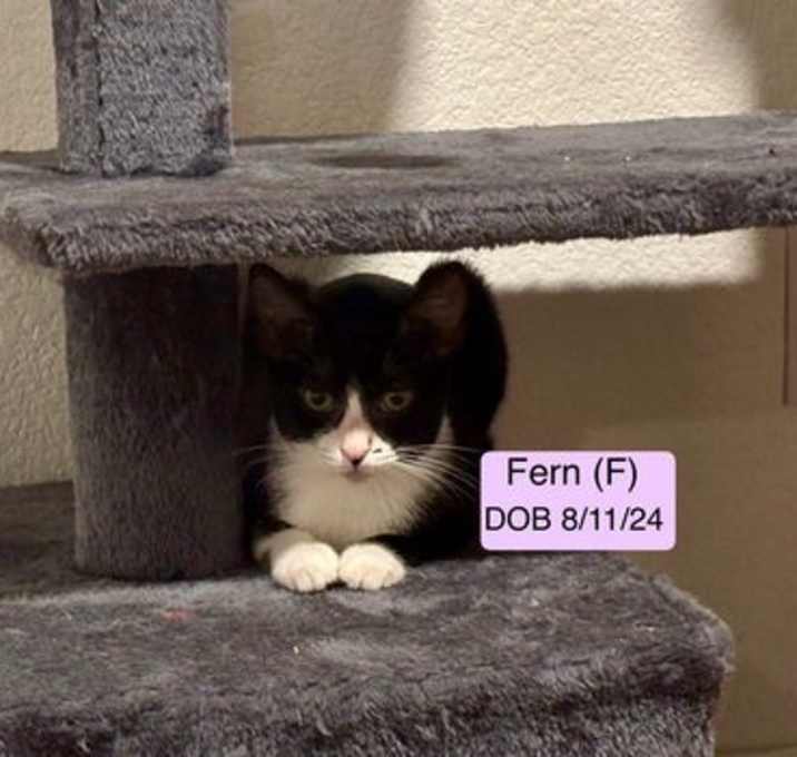 Photo of Fern