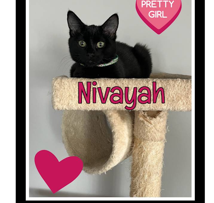 Photo of Nivayah - COURTESY LISTING