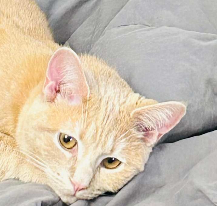Photo of Charli Girl Brown