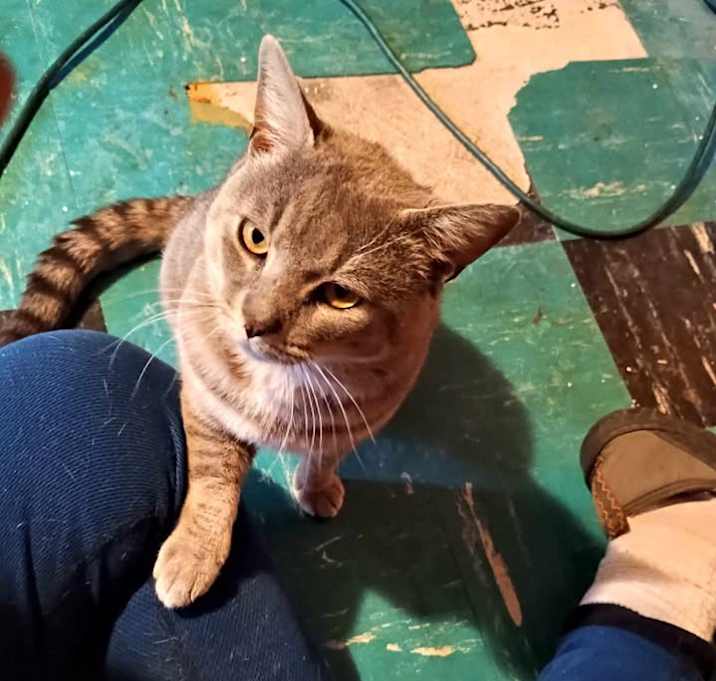 Photo of Buddy