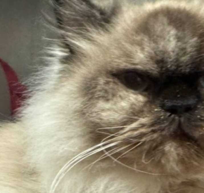 Photo of Pichu