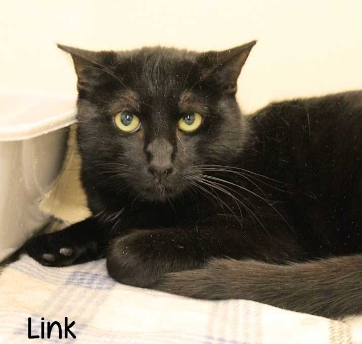 Photo of Link
